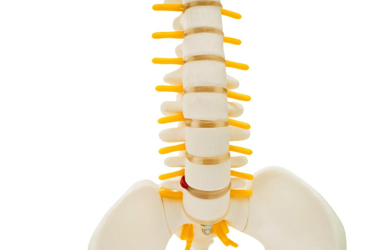Schéma de l'anatomie de la colonne lombaire en position assise, illustrant la lordose et la pression sur les disques.
